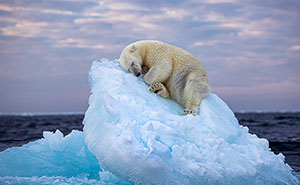 The Wildlife Photographer Of The Year People’s Choice Award: 25 Shortlisted Images That People Could Choose From