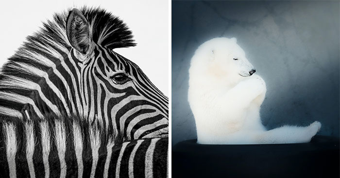 30 Captivating Wildlife Pictures From FAPA 2023 Winner And Nominee List