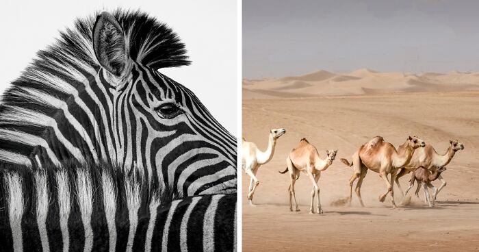 30 Captivating Wildlife Pictures From FAPA 2023 Winner And Nominee List