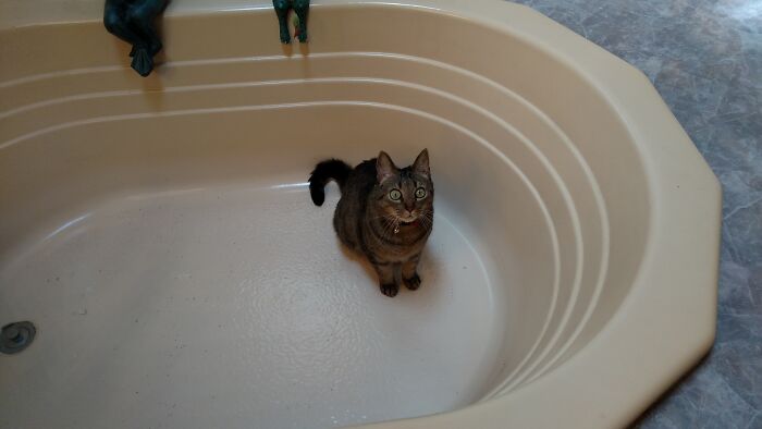 My Previous Cat, Zeke, Having An Existential Crisis In The Bath Tub. I Miss You, You Little Curly Tailed Alien!