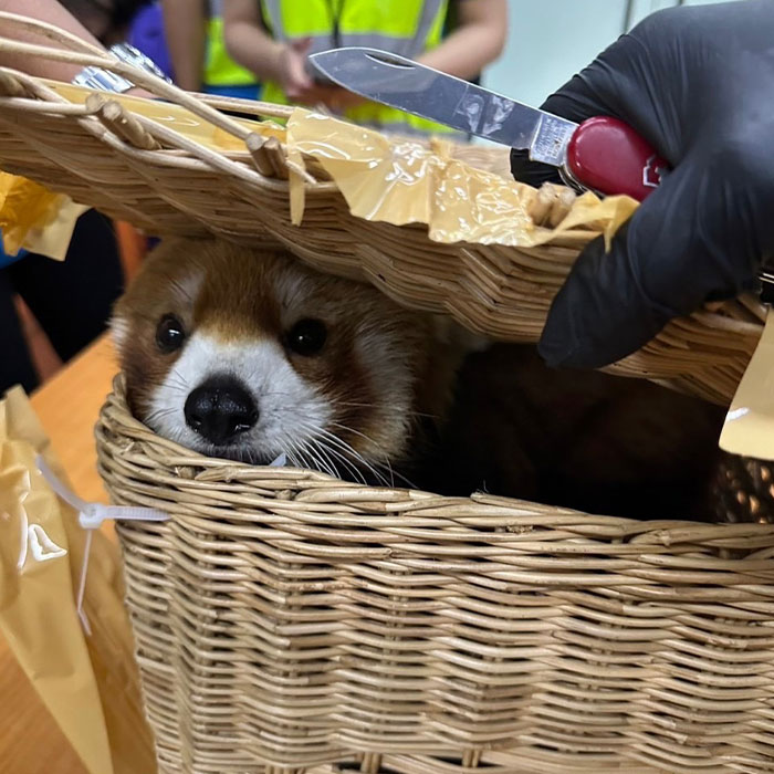 Six People Caught Trying To Smuggle 87 Animals In Major Wildlife Trafficking Bust Six People Caught Trying To Smuggle 87 Animals In Major Wildlife Trafficking Bust