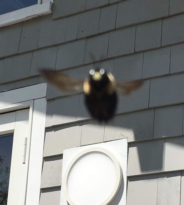 Saqué una foto a esta abeja carpintera el verano pasado