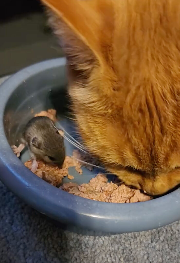 Touching Moment Mama Cat Adopts A Mouse As A Part Of Her Newest Litter