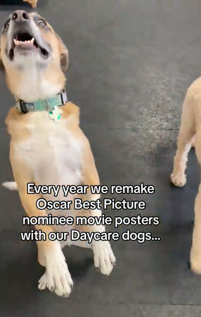 Dog Daycare Steals The Show, Recreating Hilarious Movie Posters Of Oscar-Nominated Films (10 Posters)