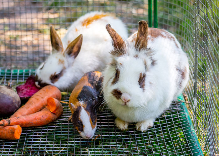 Boy, 9, Put In Care Program After Strangling 11 Animals At Petting Zoo Boy, 9, Put In Care Program After Strangling 11 Animals At Petting Zoo
