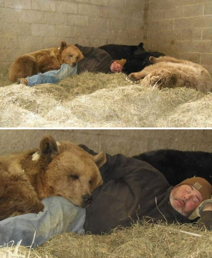 Jim Kowalczik, el fundador de este orfanato de osos, cuida día a día de los osos rescatados. Los alimenta, los baña, juega con ellos y a veces incluso duermen una siesta juntos, como puedes ver
