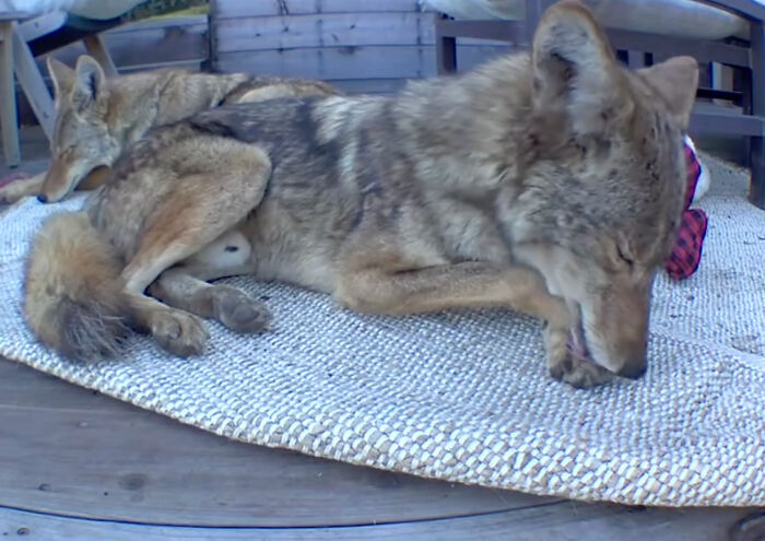 “Dog” Napping On Porch With Toys Turned Out To Be Not A Dog At All