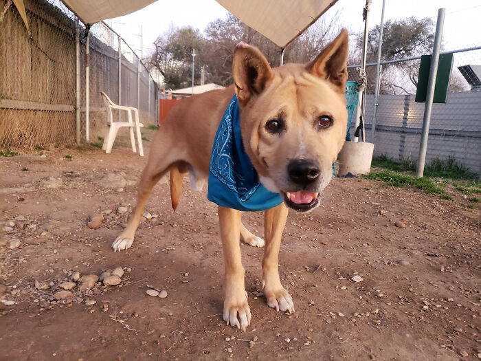 Adorable Video Showing Senior Dog Turning Into A Puppy Thanks To His New Owner