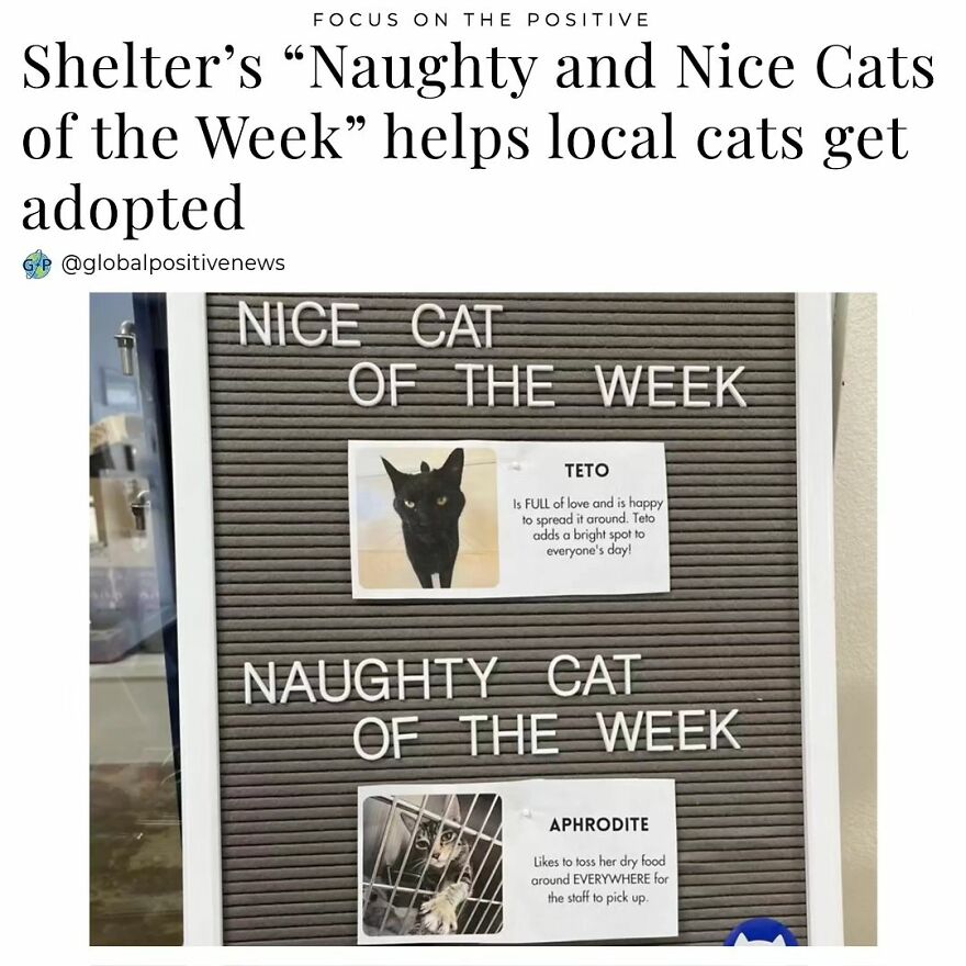 The Perry’s Place Adoption Center In North Hollywood, Ca, Has Adopted A Fun Trend Inspired From Tiktok