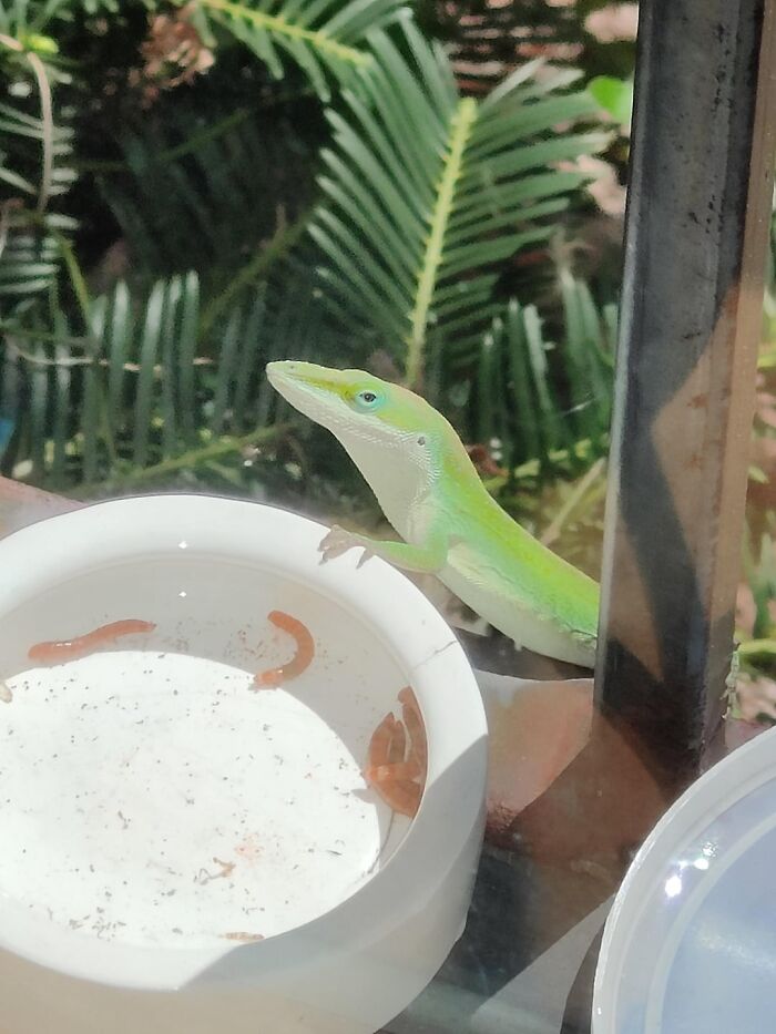 I Have An Office Lizard That Comes To The Window For Food Every Day