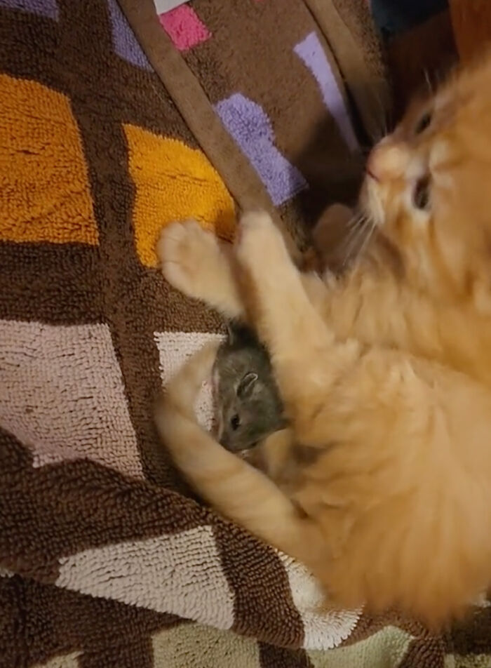 Touching Moment Mama Cat Adopts A Mouse As A Part Of Her Newest Litter