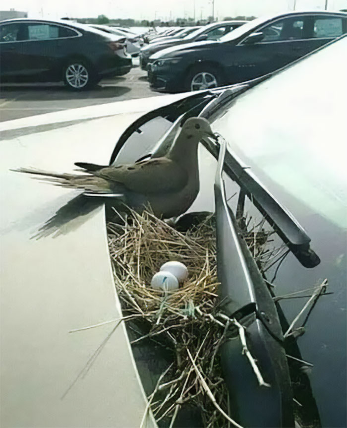 The Owner Of This Car Is From Denmark. He Didn't Start His Car For A Month Until This Dove Hatched Its Eggs. He Said: "As Long As She Chose My Car To Build Her Nest, I'll Match Her Spirit."