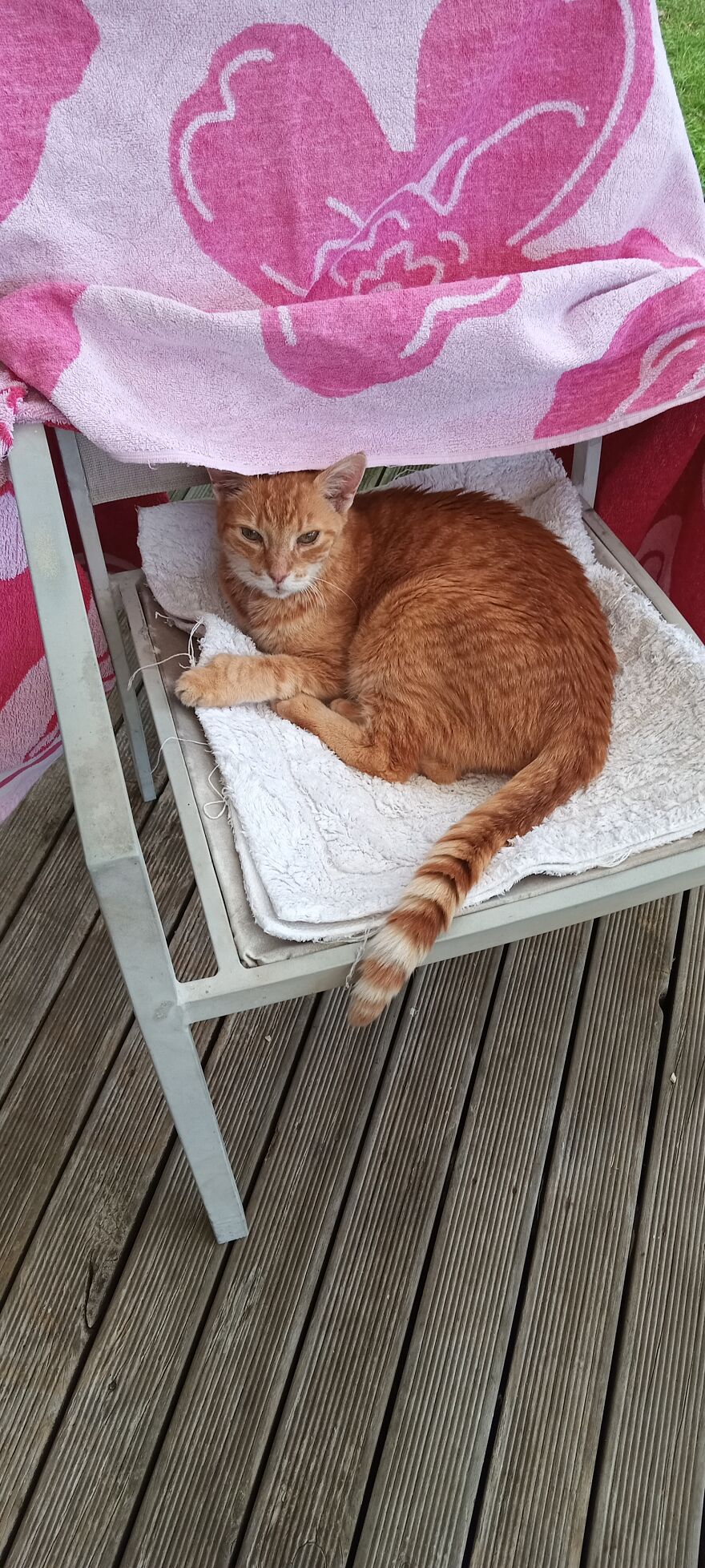 Saying "Goodbye" To Our Furry Family Members