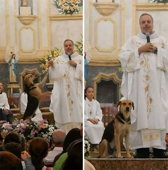 Brazilian Priest Juan Pablo Takes Abandoned Dogs Off The Streets, And Feeds And Bathes Them. Then He Introduces A Dog To Each Mass And To Find Each One A Home. Dozens Of Stray Dogs Have Families Because Of This Man. We Hope This Idea Catches On. God Bless You Father