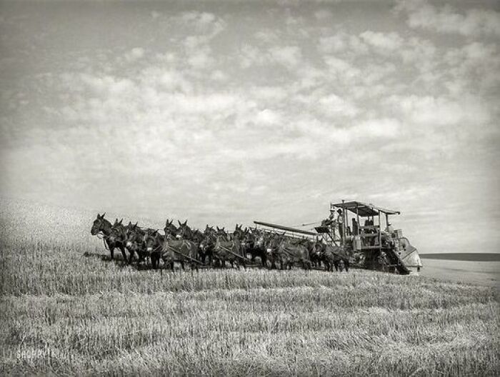 Twenty Mule Team Drawn Farm Combine, Walla Walla County, Washington, 1941 Americana