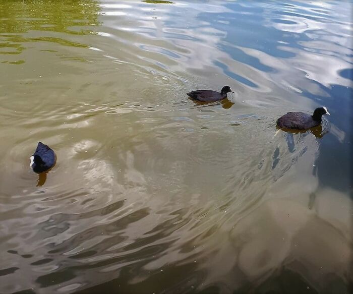 3 Coots In A Pond, Painswick Park, England