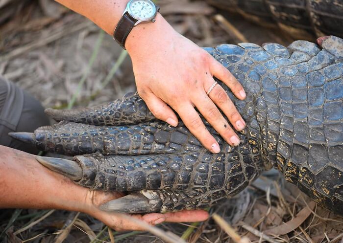 Crocodile vs. Human Hand