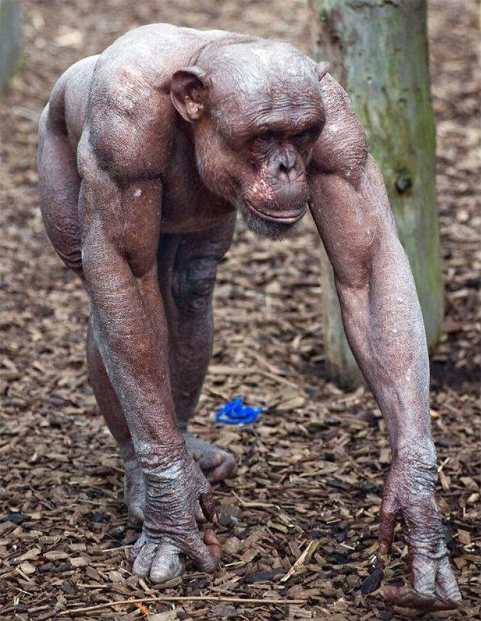 A Chimpanzee Who Suffers From Alopecia Shows How Muscular These Primates Actually Are Underneath Their Usual Coat Of Hair