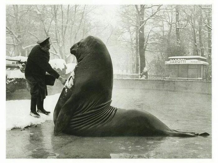 Roland, un elefante marino de más de 1800 kilos, recibiendo un baño de nieve de su cuidador en el zoo de Berlín, años 30