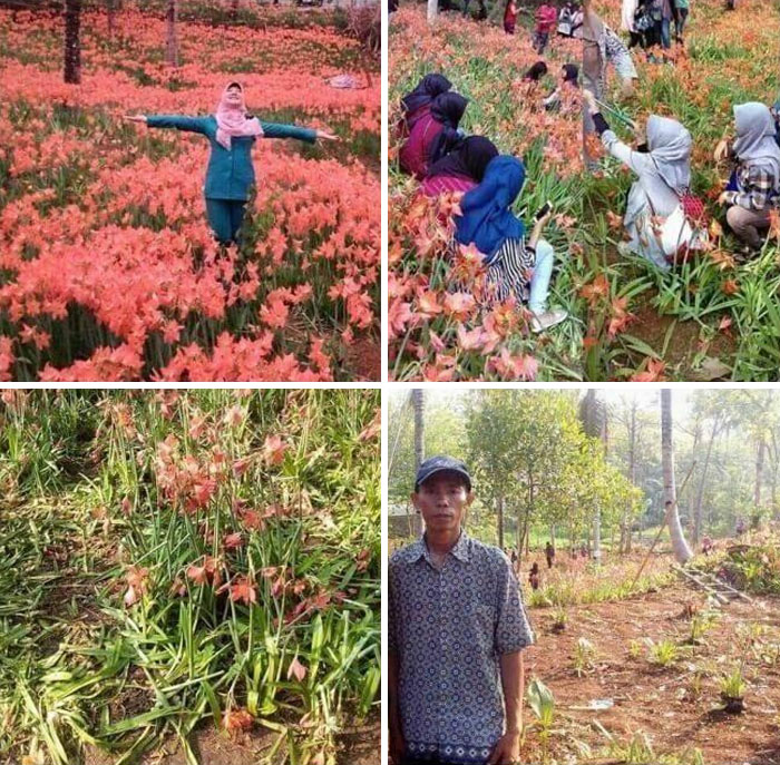 This Beautiful Flower Field Got Trampled By Tourist