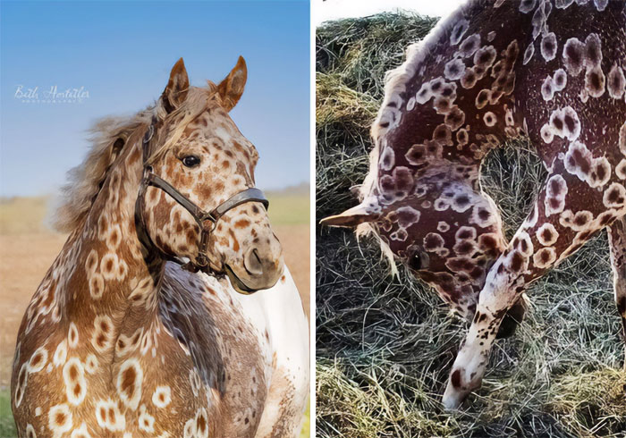 This Beauty Is A Sorrel Peacock Leopard Appaloosa, Owned By Gws Appaloosas. His Ancestors Were Owned By Nez Perce Indians