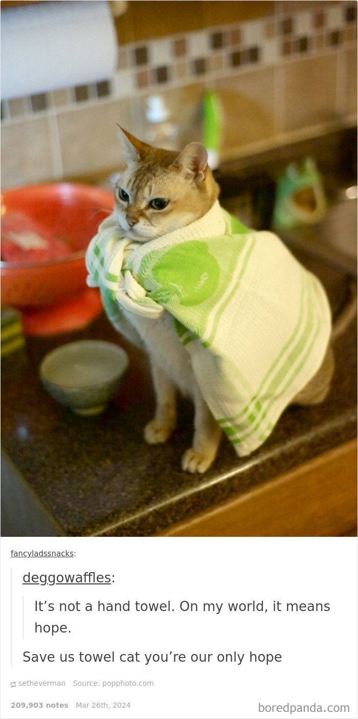 Only Towel Cat Can Save Me Now