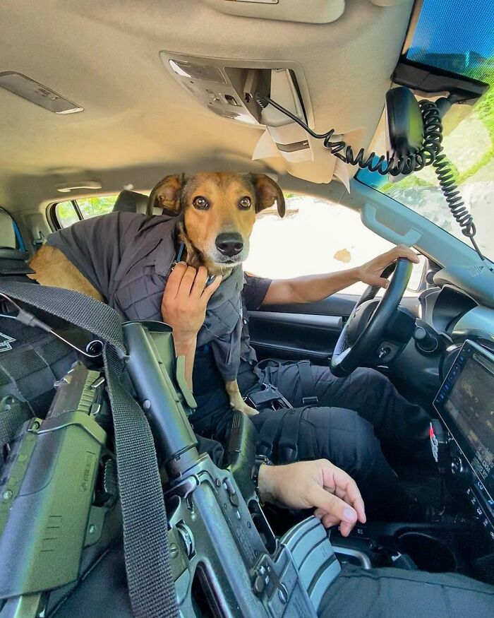 Hired With No Experience: Street Dog Persistently Visited Police Station Until He Got Adopted Hired With No Experience: Street Dog Persistently Visited Police Station Until He Got Adopted