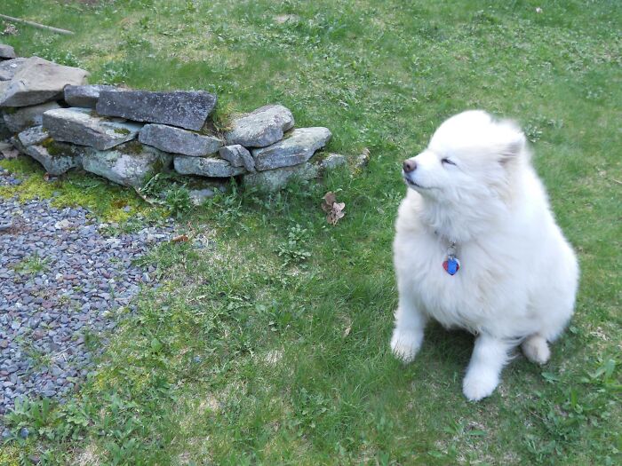 My Samoyed, Sasha... Out Enjoying The Backyard Breeze!