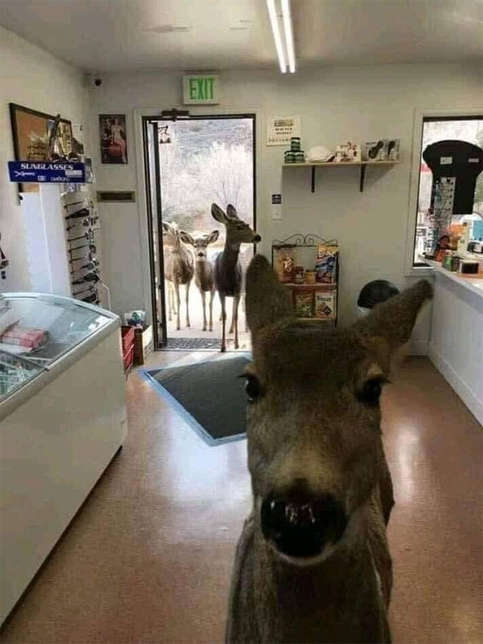 Este ciervo se coló en una tienda en Colorado. Le dieron galletas, se fue, y volvió media hora después con su familia