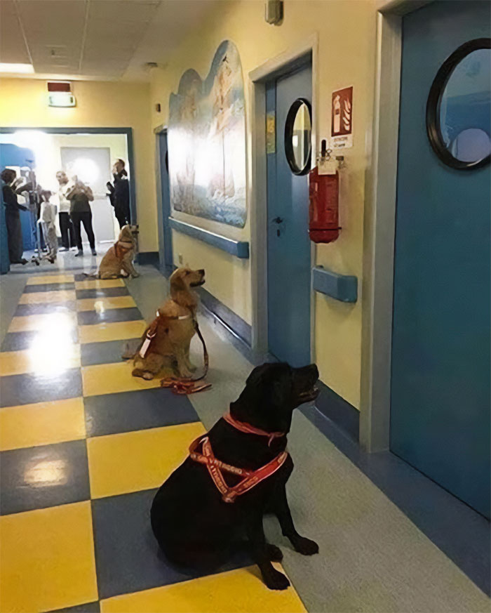 Hospital infantil en Italia, con perros de terapia deseando ver a los niños