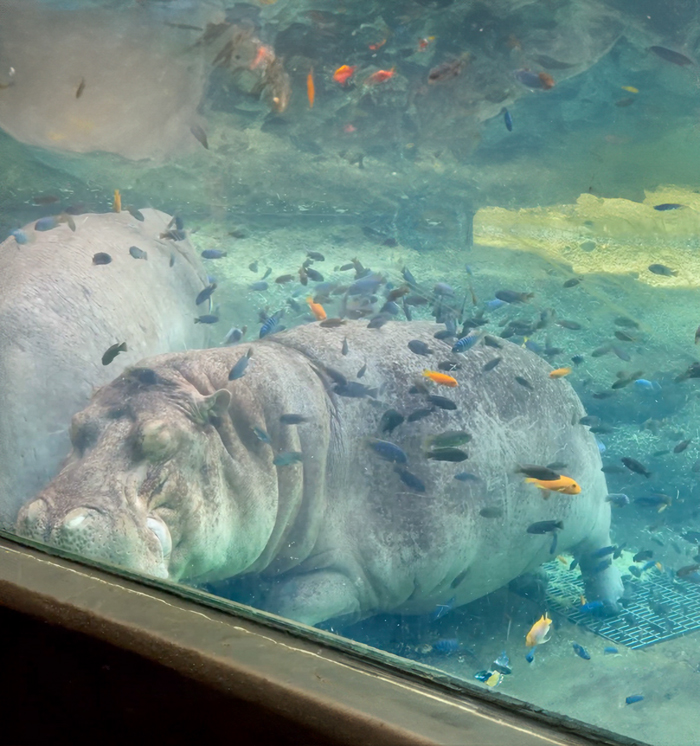 Sleepy, Cute And So Satisfying To Watch: Hippos Enjoying Underwater Spa Sleepy, Cute And So Satisfying To Watch: Hippos Enjoying Underwater Spa