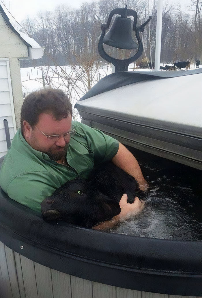 This Farmer Had A Calf Born In A Snow Storm And Had To Raise Its Body Temperature