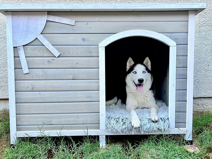  Eilio: The Dog House That Folds Like Magic