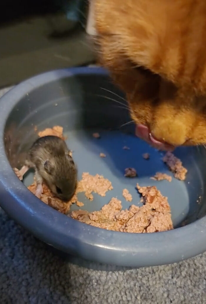 Touching Moment Mama Cat Adopts A Mouse As A Part Of Her Newest Litter