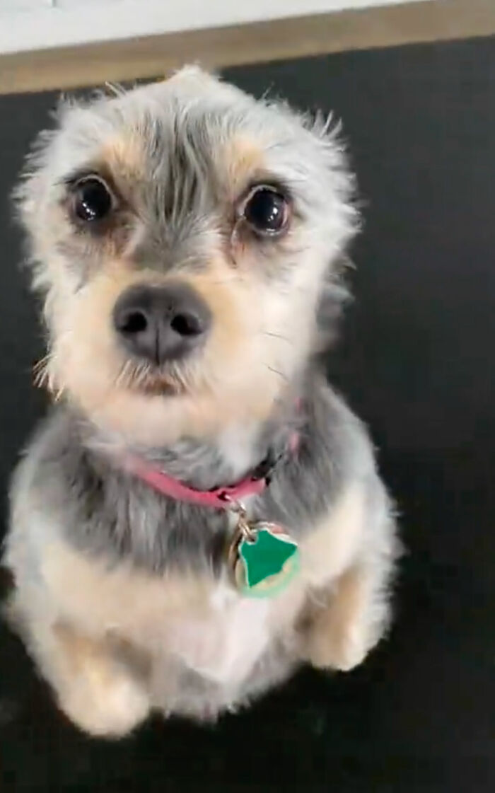 Dog Daycare Steals The Show, Recreating Hilarious Movie Posters Of Oscar-Nominated Films (10 Posters) Dog Daycare Steals The Show, Recreating Hilarious Movie Posters Of Oscar-Nominated Films (10 Posters)