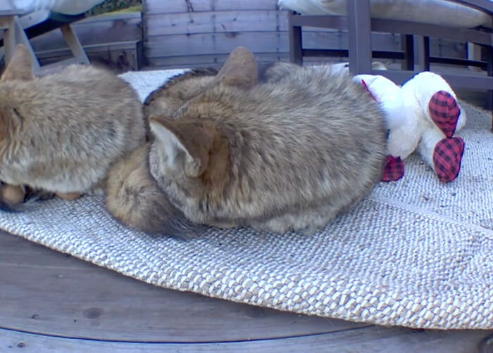 “Dog” Napping On Porch With Toys Turned Out To Be Not A Dog At All