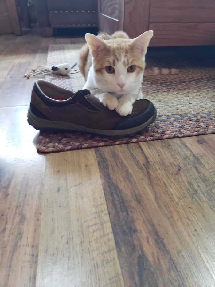 Kevin The (Rescued) Covid Kitty Has A Shoe Fetish. Love Him So Much!