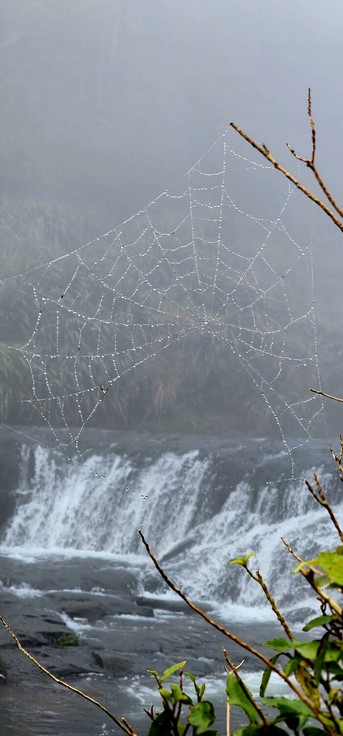 Spider Web At Wairere Falls