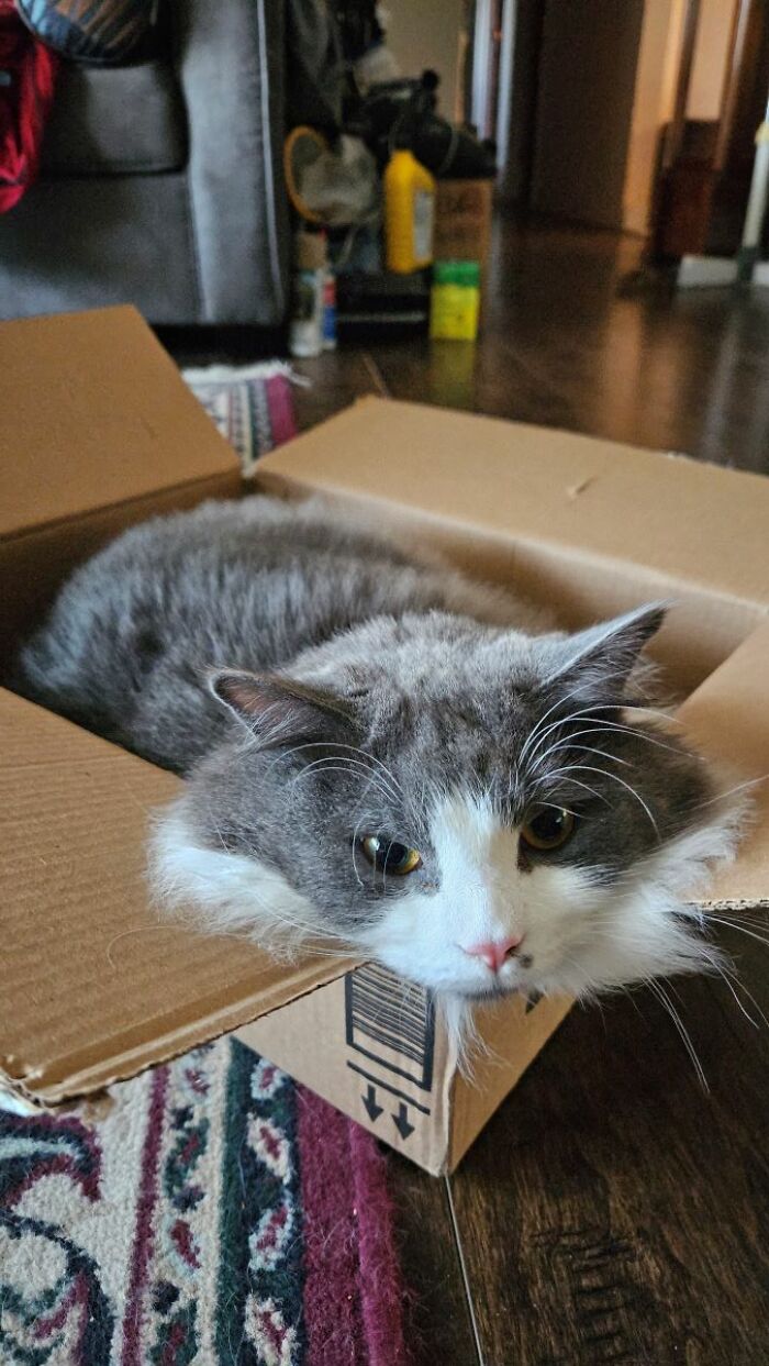 Bean ... And His Amazon Box!