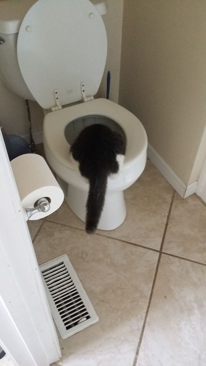 Somebody Wont Drink The Fresh Clean Water In Her Bowl But Has To Have Her Toliet Water