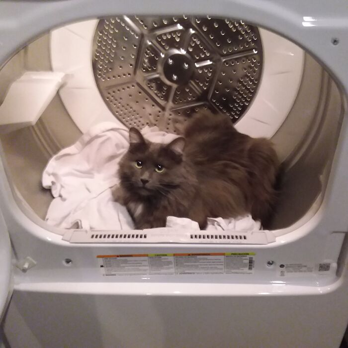 My Cat Helping With The Laundry