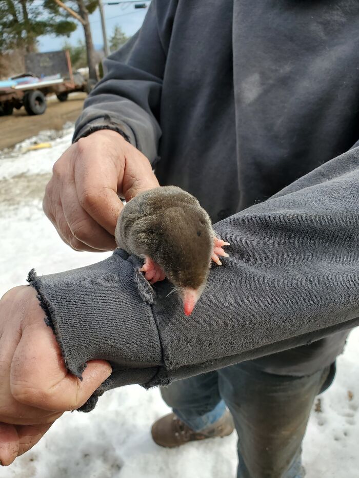 A Mole. We Found Him Looking For Something. It Has Been Unseasonably Warm Where We Live In Que, Canada. And I Think This Guy Was Confused