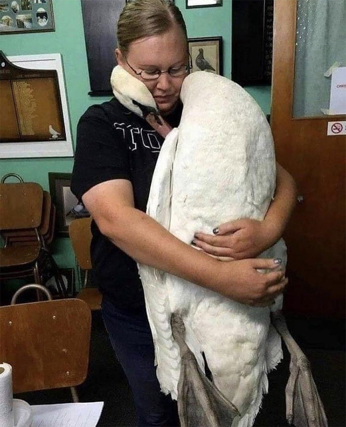 Cisne abrazando a la veterinaria que salvó su vida