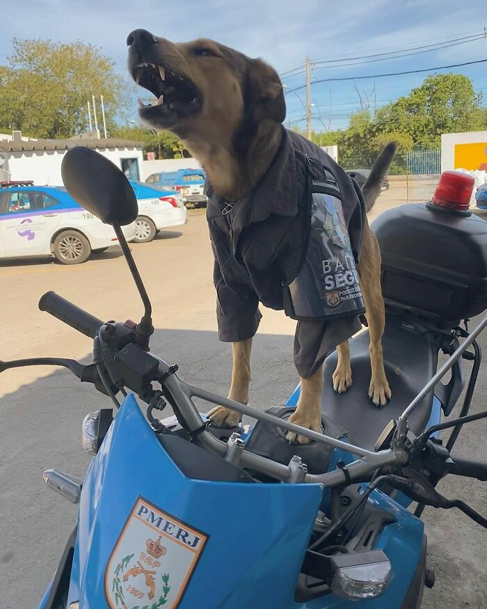 Hired With No Experience: Street Dog Persistently Visited Police Station Until He Got Adopted Hired With No Experience: Street Dog Persistently Visited Police Station Until He Got Adopted