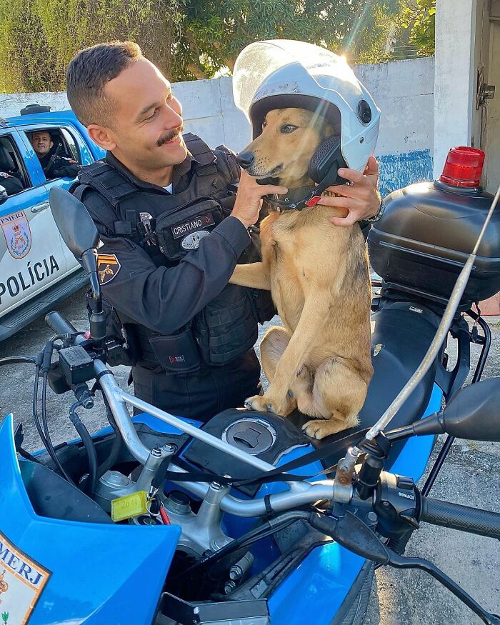 Hired With No Experience: Street Dog Persistently Visited Police Station Until He Got Adopted Hired With No Experience: Street Dog Persistently Visited Police Station Until He Got Adopted