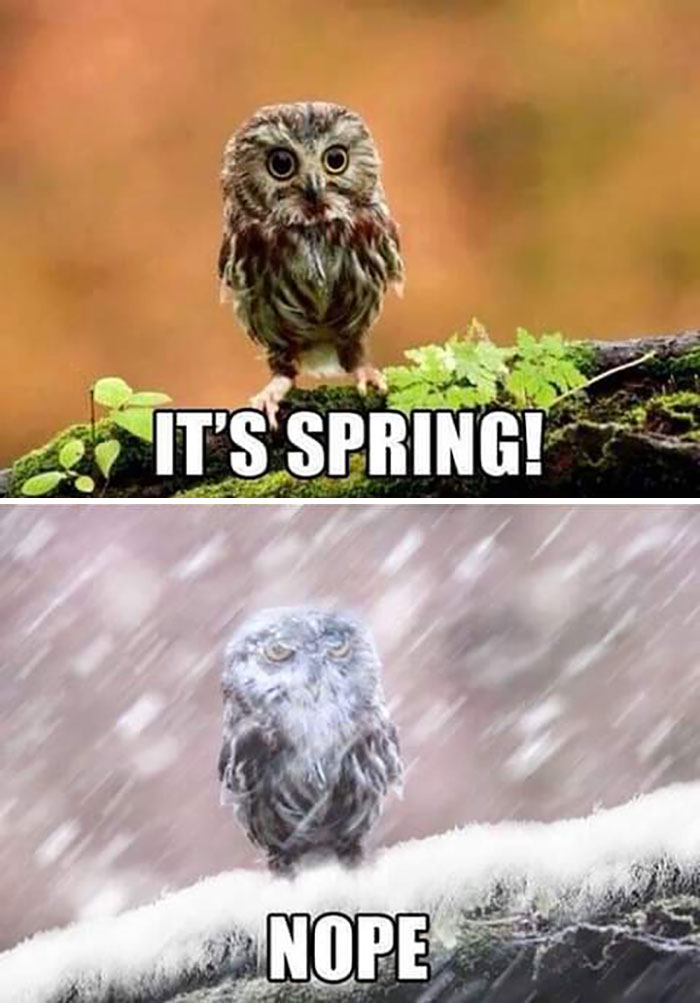 Springtime-Memes-Funny