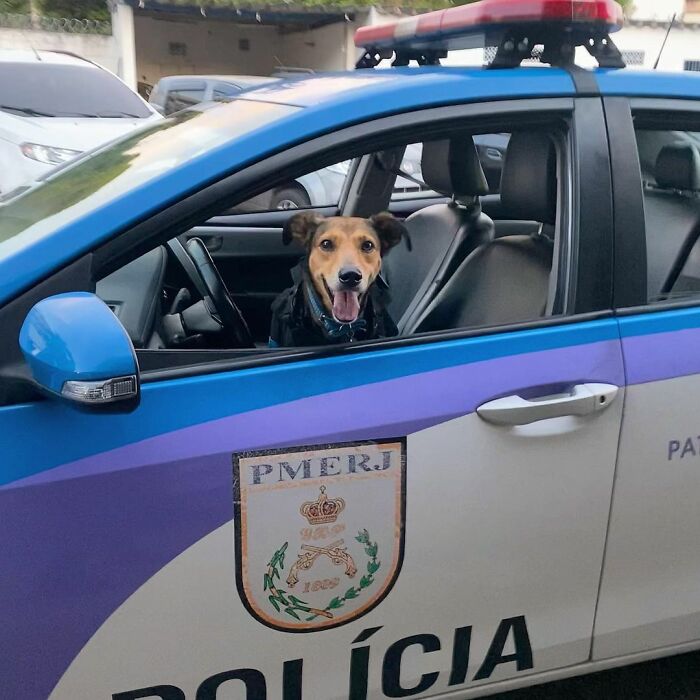 Hired With No Experience: Street Dog Persistently Visited Police Station Until He Got Adopted Hired With No Experience: Street Dog Persistently Visited Police Station Until He Got Adopted