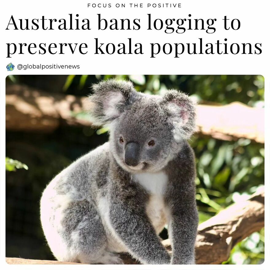 Over The Course Of Two Decades, Koala Populations In Australia Have Declined By Over 50% As A Result Of Deforestation, Drought, And Bushfires