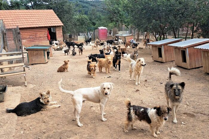 This Serbian Man's Shelter Houses Thousands Of Dogs With Love