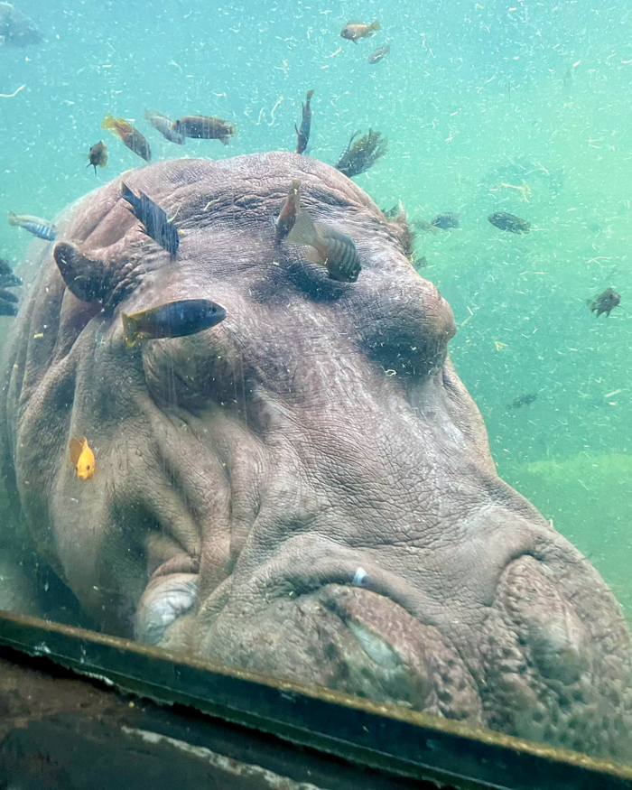 Sleepy, Cute And So Satisfying To Watch: Hippos Enjoying Underwater Spa Sleepy, Cute And So Satisfying To Watch: Hippos Enjoying Underwater Spa